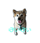 柴犬・乃亜ちゃん2（個別スタンプ：7）