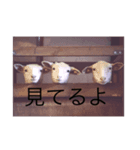 yoshiスタ（個別スタンプ：2）