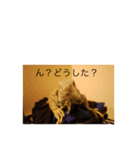 yoshiスタ（個別スタンプ：3）