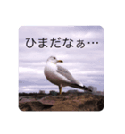 yoshiスタ（個別スタンプ：4）