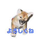 柴犬・乃亜ちゃん3（個別スタンプ：1）