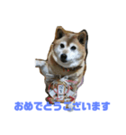 柴犬・乃亜ちゃん3（個別スタンプ：4）
