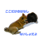 柴犬・乃亜ちゃん3（個別スタンプ：8）