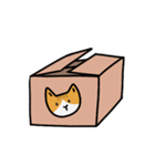 猫は箱が好き（個別スタンプ：1）