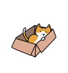 猫は箱が好き（個別スタンプ：3）