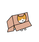 猫は箱が好き（個別スタンプ：11）