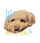 トイプードル のれおくん（個別スタンプ：1）