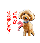 トイプードル のれおくん（個別スタンプ：2）