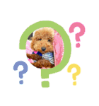 トイプードル のれおくん（個別スタンプ：4）