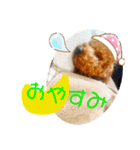 トイプードル のれおくん（個別スタンプ：5）
