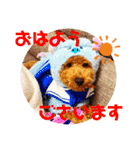 トイプードル のれおくん（個別スタンプ：6）