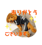 トイプードル のれおくん（個別スタンプ：7）
