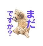 トイプードル のれおくん（個別スタンプ：10）