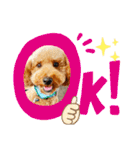 トイプードル のれおくん（個別スタンプ：11）