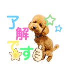トイプードル のれおくん（個別スタンプ：13）