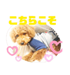 トイプードル のれおくん（個別スタンプ：16）