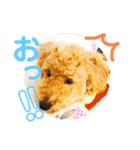 トイプードル のれおくん（個別スタンプ：18）
