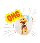 トイプードル のれおくん（個別スタンプ：21）