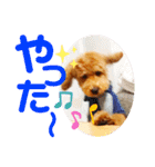 トイプードル のれおくん（個別スタンプ：22）