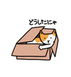 猫は箱が好き(Japanese ver.)（個別スタンプ：5）