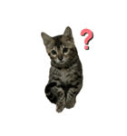 子猫のきょん‼️（個別スタンプ：1）
