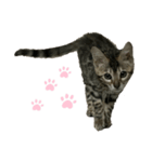 子猫のきょん‼️（個別スタンプ：2）