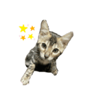 子猫のきょん‼️（個別スタンプ：3）
