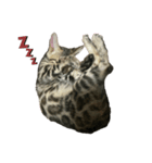 子猫のきょん‼️（個別スタンプ：4）