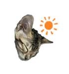子猫のきょん‼️（個別スタンプ：5）