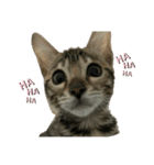 子猫のきょん‼️（個別スタンプ：6）