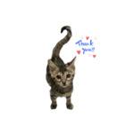 子猫のきょん‼️（個別スタンプ：8）