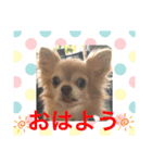 SmileChihuahua（個別スタンプ：1）