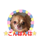 SmileChihuahua（個別スタンプ：2）