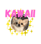 SmileChihuahua（個別スタンプ：3）