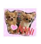 SmileChihuahua（個別スタンプ：5）