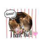 SmileChihuahua（個別スタンプ：6）
