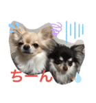 SmileChihuahua（個別スタンプ：7）