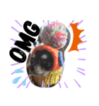SmileChihuahua（個別スタンプ：8）