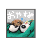 ちゃたろうの日常スタンプ（個別スタンプ：4）