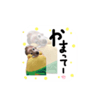 ちゃたろうの日常スタンプ（個別スタンプ：5）
