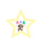 ちゃたろうの日常スタンプ（個別スタンプ：11）
