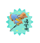 ちゃたろうの日常スタンプ（個別スタンプ：13）