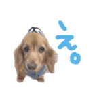 ちゃたろうの日常スタンプ（個別スタンプ：14）
