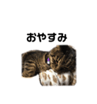 ねこがいつも使うスタンプ♡（個別スタンプ：2）
