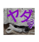 フレブルえるくん第2弾（個別スタンプ：8）