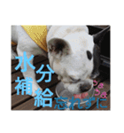 フレブルえるくん第2弾（個別スタンプ：38）