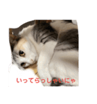みけねこもなか（個別スタンプ：1）