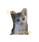 みけねこもなか（個別スタンプ：3）