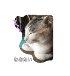 みけねこもなか（個別スタンプ：4）