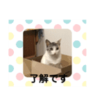 みけねこもなか（個別スタンプ：8）